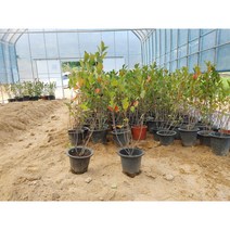 [새싹에서나무까지] 아로니아 나무 3년생 결실주 (화분묘) (1개) 블랙쵸크베리나무