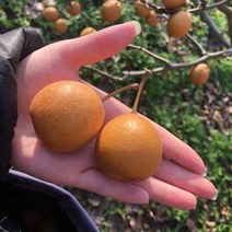 토종 생돌배 약배 산돌배 돌배5kg