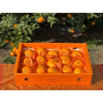 더숲속마을 제주 서귀포 천혜향 1kg 2.5kg 4.5kg 가정용 선물세트, 제주 천혜향 선물용+선물용포장, 4.5kg 중과(16-24과)
