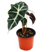 실내공기정화식물 120종 꽃 화분 미세먼지제거 아레카야자 해피트리 금전수, 모종포트, 거북알로카시아, 1개