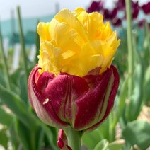 [충북농원] 튤립 구근 - 아이스크림 바나나 1팩 2구, 단품