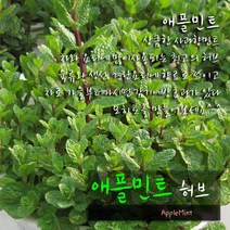 애플민트(노지월동/모히토) 지름 9cm 소품 허브화분, 1개