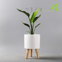 식물교감 우드삼바리 세라믹 도자기 인테리어 대형화분, 매트화이트