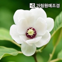 함박꽃나무 5치포트(2개세트)
