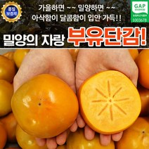 밀양 부유 단감 실속 5kg 27-28과