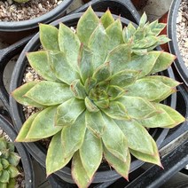 [올식스] 메비나, 1개