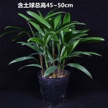 분재 나무 실내외 푸른 녹화 정화 공기 포름알데히드 화분, T05-대종려죽 5년묘 6주