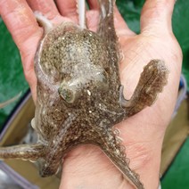 서해안 제철 쭈꾸미 1kg 생물, 단품