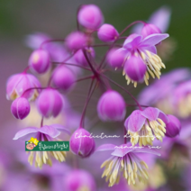 금꿩의다리 [4포트] (복남이네 야생화 모종 퍼플 thalictrum) 탈릭트럼 메도우루