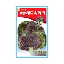 다수확 품종 새론레드치커리 씨앗 2000립 추대 안정, 1개