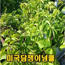 미국담쟁이넝쿨 삽목재배 1년생 10주 묶음