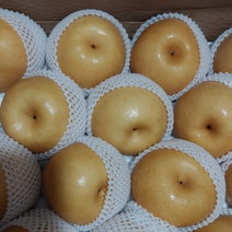국산 나주배 5kg 아삭하고 달달한 햇배 과일배 배 가정용 선물용 배5kg 꿀배 배즙용 양념용 배선물세트, 15kg(25과내)