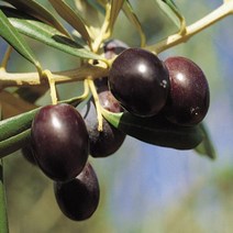 묘목/올리브나무/프란토이오 삽목 3년 KJ346