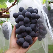 거봉 1kg(특) 씨없는포도 영동 고당도 포도, 1kg(특)2수
