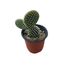 그린플랜트 다육식물 황도선