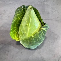 제주 겨울수확 햇 고깔양배추 고깔양배추, 고깔양배추3kg