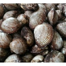 남해안 피꼬막 피조개 5kg