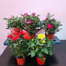 미니장미(소품) 단품(1포트)색상랜덤 사계장미 꽃피는식물 장미화분 10