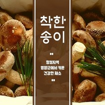 케이앤핫 [착한송이] 착한송이 생버섯(중하품-1kg), 1box