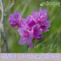 착한가격나무생각 산철쭉 10~15cm(개화주) 10주묶음