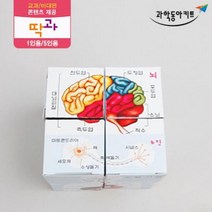 인체 모형 큐브 퍼즐 만들기 키트 5인 실험 실험기구 방과후수업 실험세트 과학영재실험 교육장난감 과학