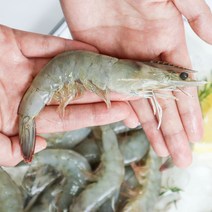 국내산 제철 흰다리새우 1kg 생물 대하 대왕새우 손질새우 500g, [급랭] 국내산 대왕 흰다리새우 500g