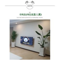 서울경기인천[반값화분] MAIN-대형극락조160 직접배송 축하화분 개업화분 거실화분 카페화분 인테리어화분 아레카야자 극락조 알로카시아 파키라 고무나무, 황토분