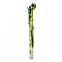 갑조네 개운죽 10p 공기정화식물 수경재배 10cm 20cm 30cm 40cm 50cm 60cm 70cm 80cm 90cm 100cm 수경식물