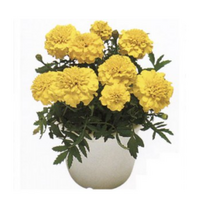 꽃모종 메리골드-보이 옐로 10cm비닐포트 10개 K913
