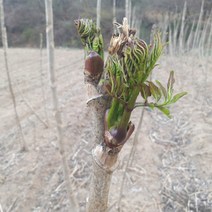 광일농원 민두릅 2년 5개