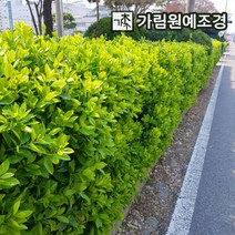사철나무 황금사철 상록수 정원수 조경수 가림원예조경, 사철나무 키120cm(10개세트)