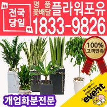 개업화분 축하화분배달 카페 사무실이전 개원 병원 오픈 당일배송, (선택101)용심목