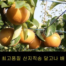 프리미엄 나주배 가정용 5kg 특급신고배 추황배 배