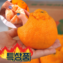 [농협유통센터 2차선별] 만족도1위 프리미엄 당일수확 고당도 제주도 한라봉 3KG 5KG 10KG, [만족도 1위] 혼합3KG(특별선별배송)