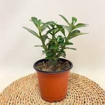 석화(사막의 장미), 1개