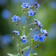 [모야모 꽃씨] 중국물망초(Chinese Forget me not) 30립 씨앗, 1개