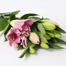 르네브 핑크 백합 백합꽃 (강남 고속터미널꽃시장 도매시장에서 발송하는 생화택배), 비슷한 느낌의 꽃으로 변경(다른꽃or다른색), 금~일요일 구매시 (화요일 도착)