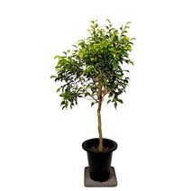 미스터허브 인테리어식물 특대품 금전수 극락조 아레카야자 뱅갈고무나무 개업축하 집들이선물, 06_벤자민(특대품)