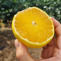 [초록이네] 제주황금향 제주도황금향, 선물용 대과 2.5kg (6-9과) 실중량