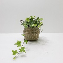 러브코리아 백아이비(소) 키우기쉬운식물 해초바구니 홈가드닝 (백아이비/식물아이비/하트아이비/무늬아이비/공기청정식물/공기정화식물/식물/원예/건강 추천)