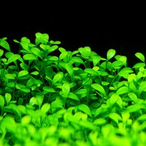 티그마 1포트, 단품