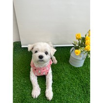[주문제작] 강아지양장점 자체 주문 제작 수제 강아지 옷 데일리 토끼무늬 등 단추 셔츠