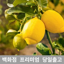 [특등급선별] 레몬 4kg 레몬청만들기 레몬효능 레몬나무 레몬차효능 제주레몬 레몬물 레몬녹차 레몬수 유기농레몬 무농약레몬 썬키스트레몬 팬시레몬 레몬다이어트 레몬먹는법 레몬의효능