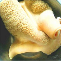 통 소깐양 소위1kg 깐양 소내장 내장탕 선지 해장국, 1개