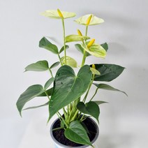 노랑안시리움 (바닐라색)/ 안시리움 / 인테리어식물 / 공기정화식물