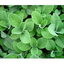 [초화]허브-세이지