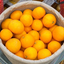 [팜니스] 제주 청견 오렌지 국산, 5kg 대과, 1개