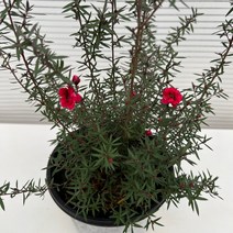 [다은꽃농원]호주매화 중품 마누카 꿀 티트리 키우기쉬운 실내공기정화식물 인테리어