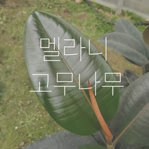 *쟈스민 식물* 멜라니 고무나무 (소), 1개, 기본