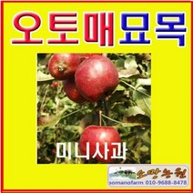 D(소망)미니사과나무(오토매)접목3년생(분)1그루/결실